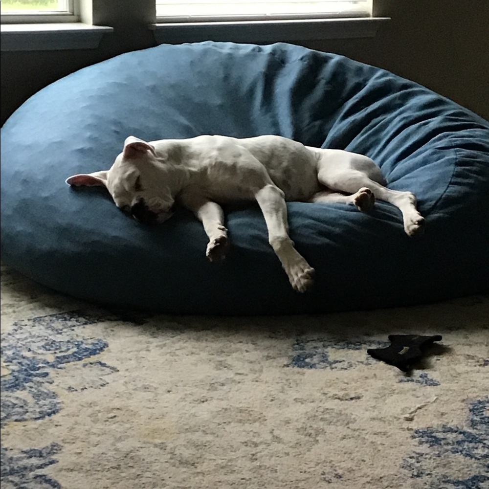 Dogs - Picture 4 of 8